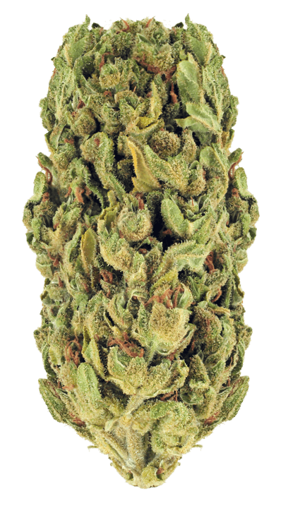 Fleur CBD Amnesia Premium proposée par Amazone Paradise, disponible en Guyane.