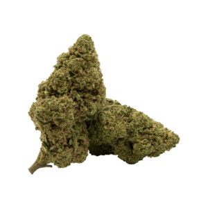 AMNESIA